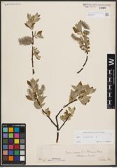 Foto von Salix caprea L.